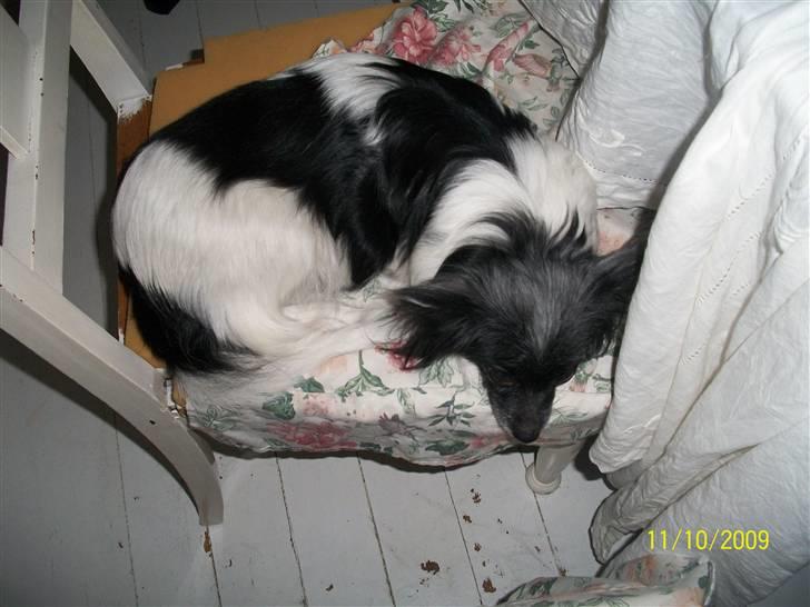 Papillon Fleur - <3 i kan ikke se mig, jeg ligger slet ik påstolen som jeg IKKE må! :D billede 11