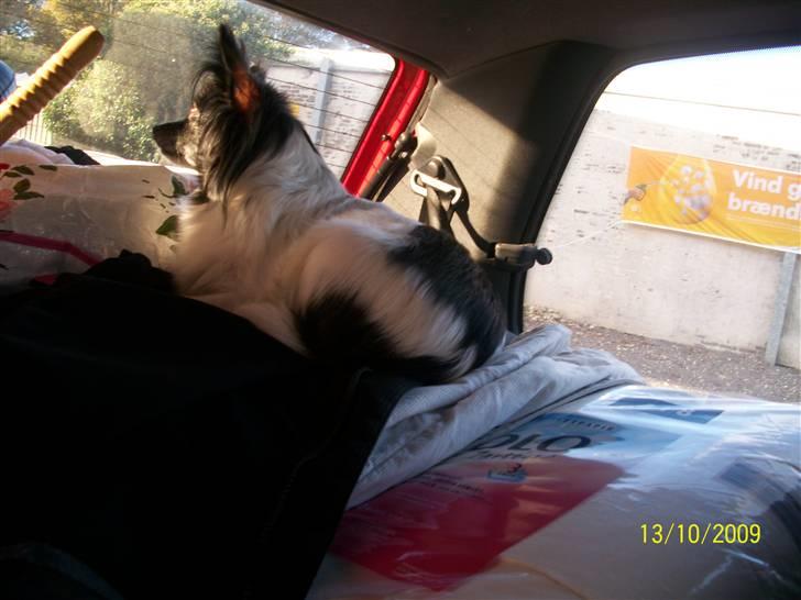 Papillon Fleur - Så er fleur klar og parat til at tage til fyn, hos min moster (; billede 12