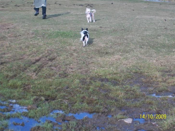 Papillon Fleur - På fyn, ude på alle heste foldene (: billede 13