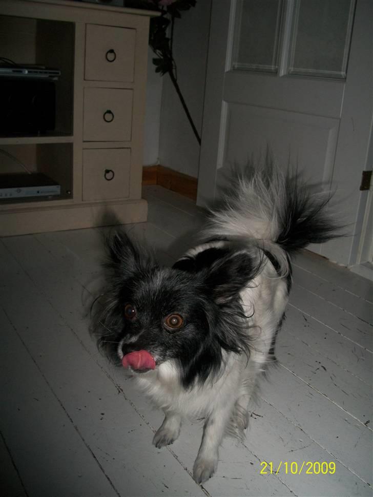 Papillon Fleur - :b billede 14