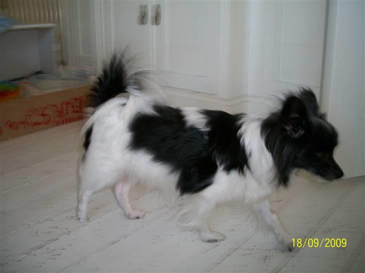 Papillon Fleur - (: billede 15