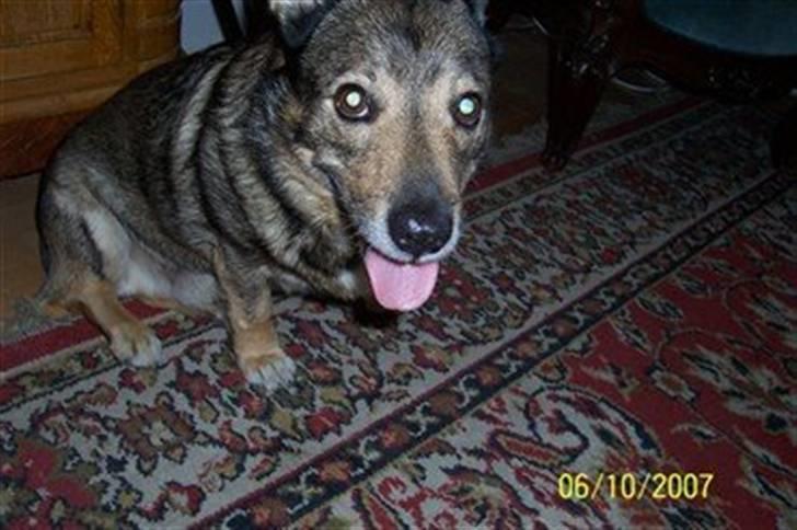 Västgötaspids Inka 1996-2009 billede 11