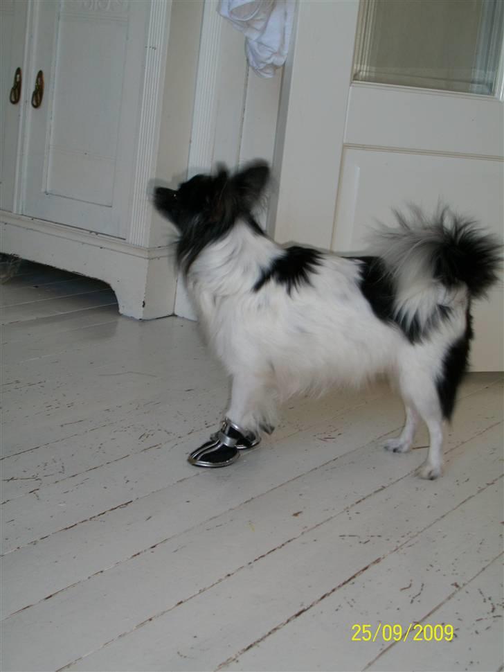 Papillon Fleur - haha (: billede 16