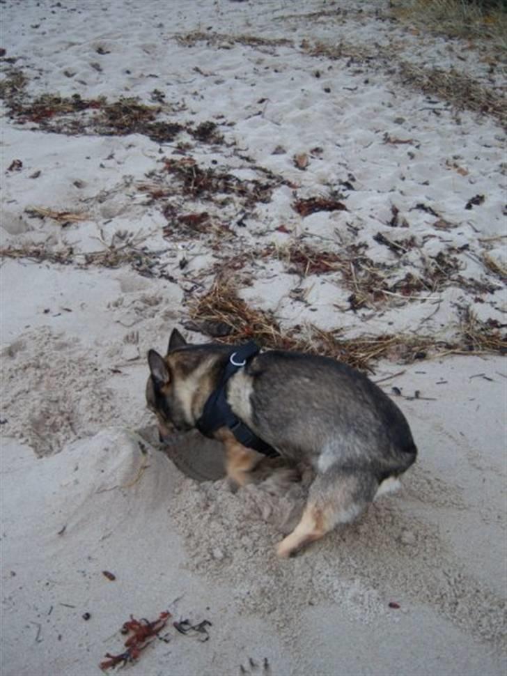 Västgötaspids Inka 1996-2009 - ja kede sig gjorde man aldrig når man var Inka! billede 12