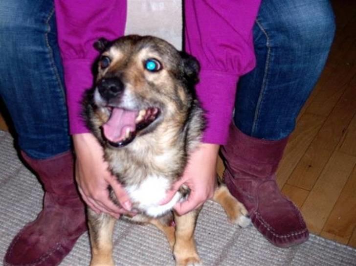 Västgötaspids Inka 1996-2009 billede 13