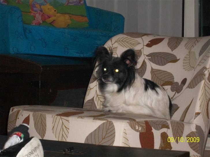 Papillon Fleur - iiih.. dejeligt (; billede 17