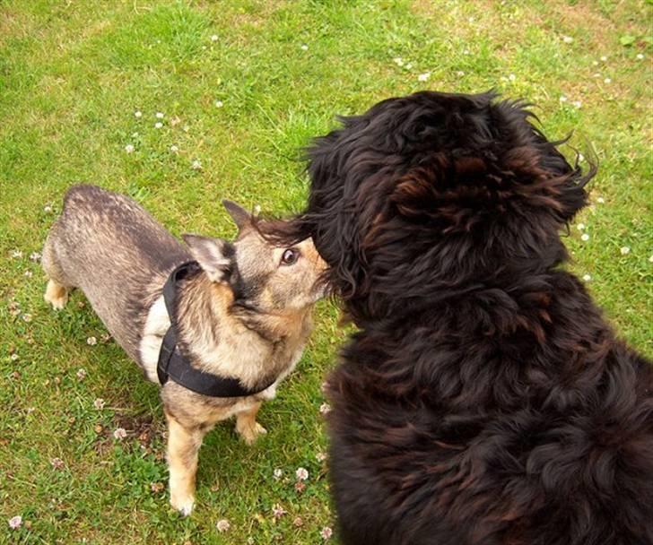 Västgötaspids Inka 1996-2009 billede 14