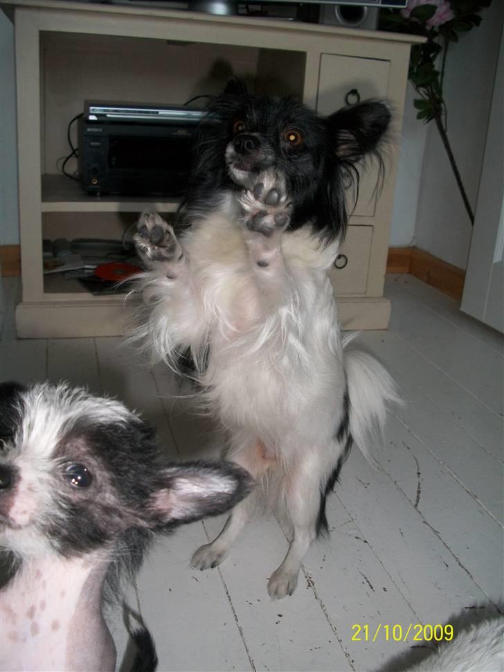 Papillon Fleur - haha,Chili kom lige i billedet (; det er fleur der laver tirks (; billede 18