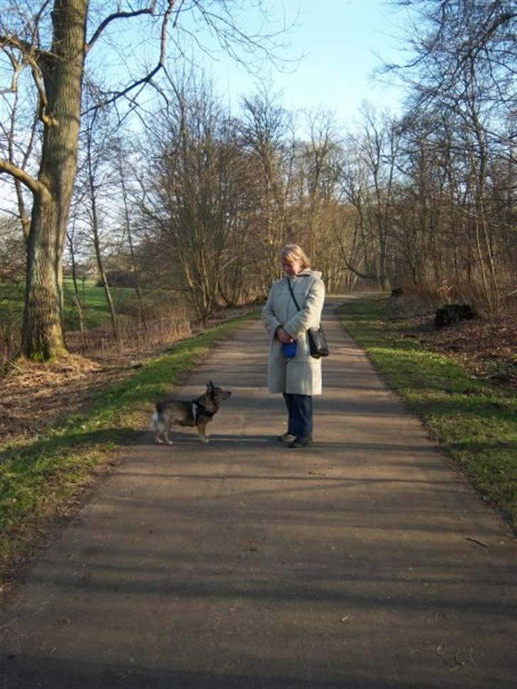 Västgötaspids Inka 1996-2009 - ja ja mor, skal nok opfører mig pænt! billede 15