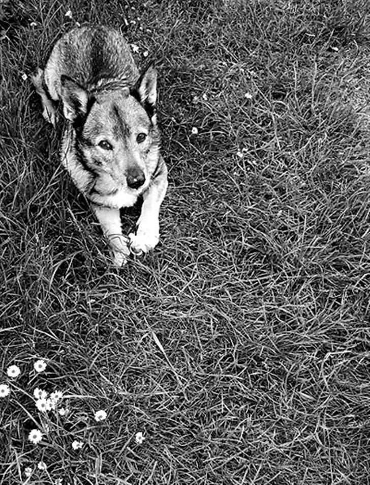 Västgötaspids Inka 1996-2009 billede 16