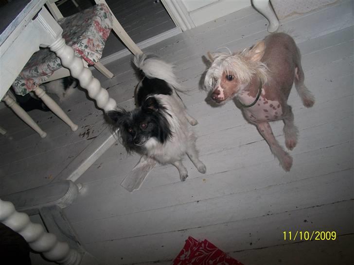 Papillon Fleur - må vi få mad nuuuu??! billede 19