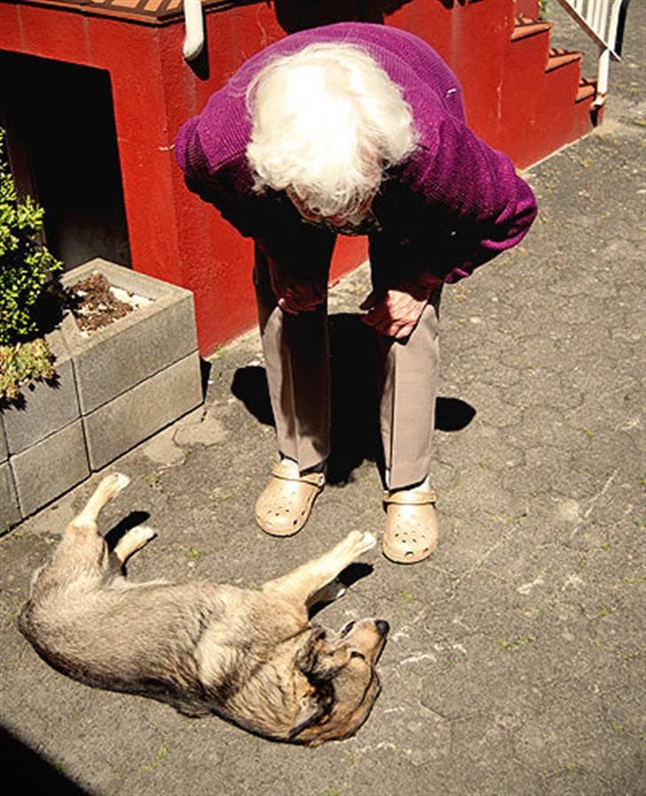 Västgötaspids Inka 1996-2009 - Man er dygtig hos sin mormor... =) billede 17