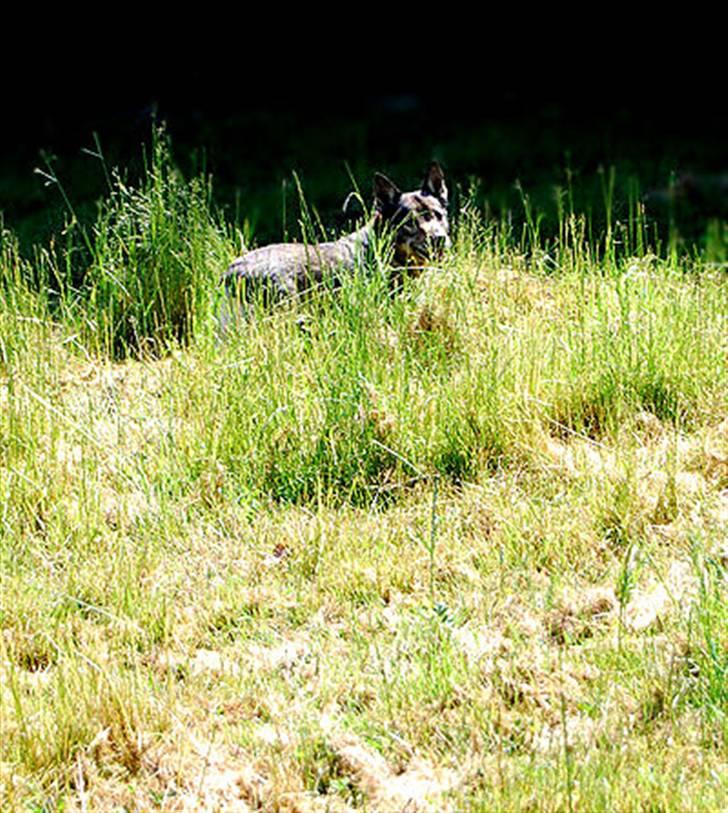 Västgötaspids Inka 1996-2009 billede 18