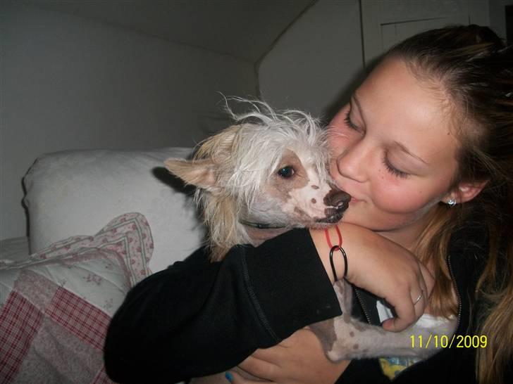 Chinese crested hårløs Al Pacino  - myys (; billede 12