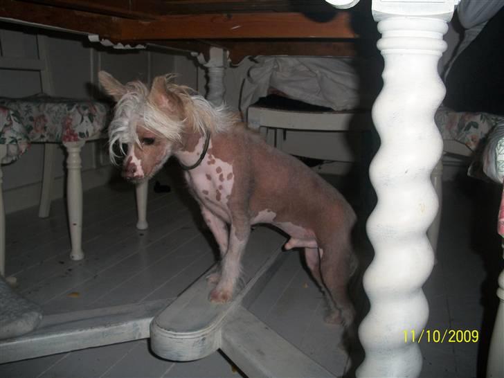 Chinese crested hårløs Al Pacino  - <3 fine tiino (; billede 13