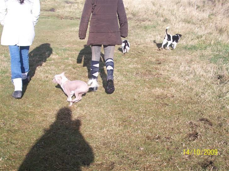 Chinese crested hårløs Al Pacino  - på fyn, skynder sig (; <3<3 billede 14