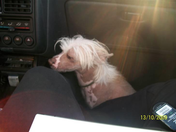 Chinese crested hårløs Al Pacino  - tino (: billede 17