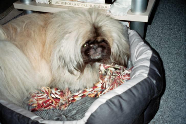 Pekingeser Tudse R.I.P - Himmelhund - Tudse med legetøj, han var ret glad for.  billede 12