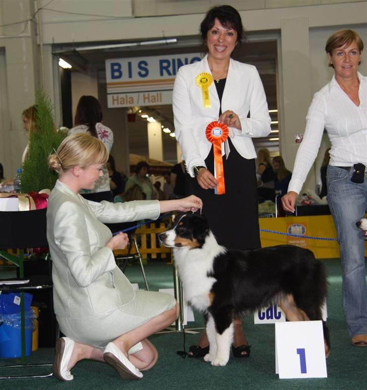 Australian shepherd Travis billede 10