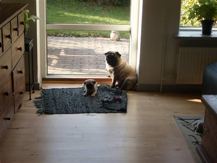 Mops emma billede 8