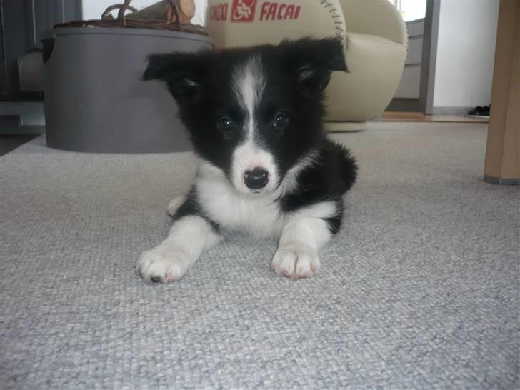Border collie Neela - ingen kan da stå for mig:-) billede 1