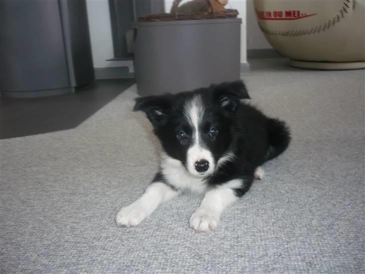 Border collie Neela - 8 uger og kan alledere dæk;-) billede 2