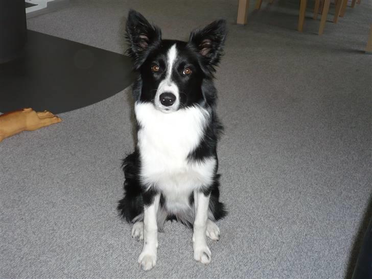 Border collie Neela billede 3