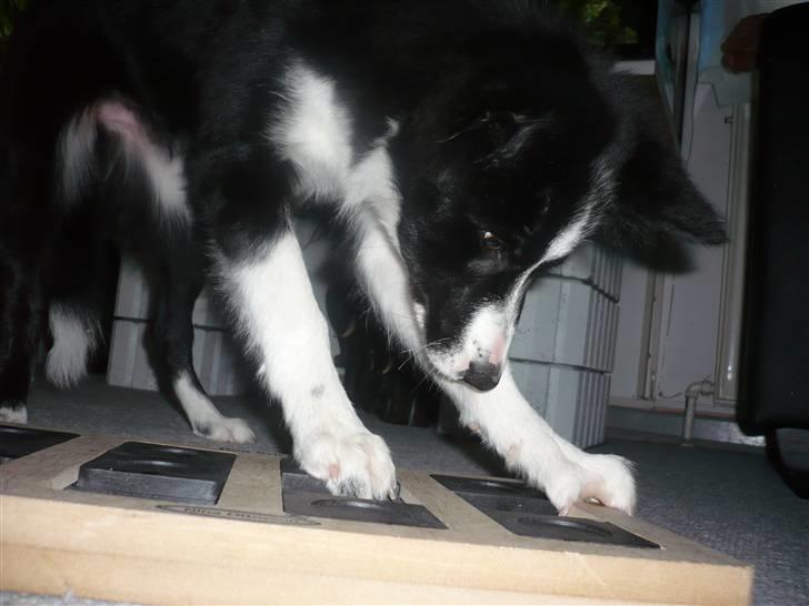 Border collie Neela - nina ottesen spil er GULD hver:-) billede 4