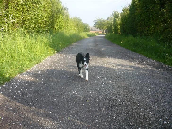 Border collie Neela - dejlig gå tur ude på landet.. billede 5
