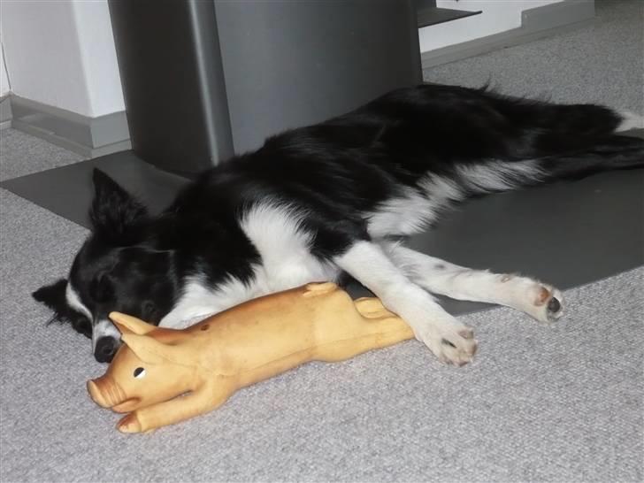 Border collie Neela - grisen er min bedste ven nu hvor katten ikke længere er her:-) billede 6