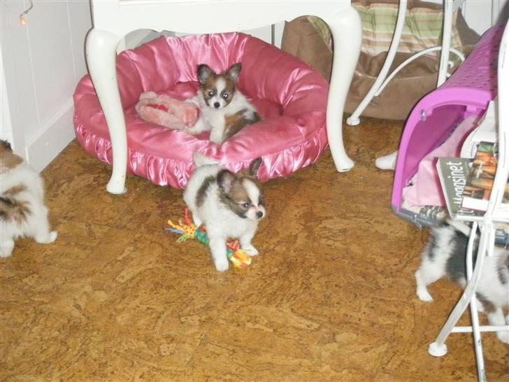 Papillon Swettie - 7 uger. billede 18