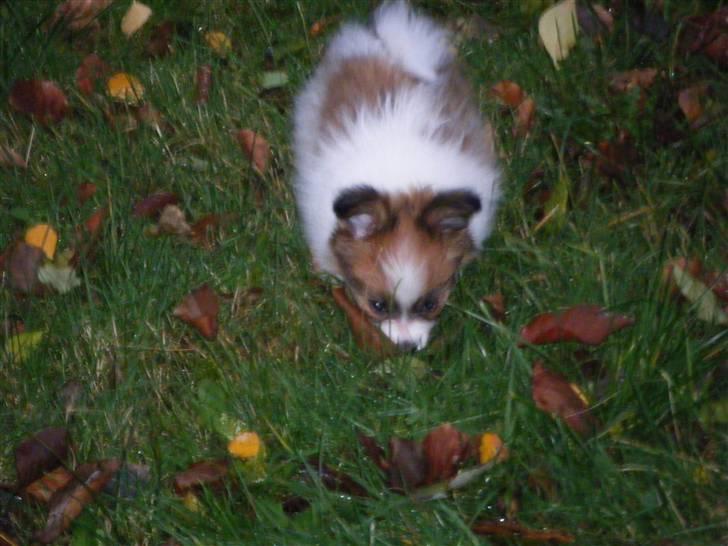 Papillon Swettie - 9 uger. billede 19