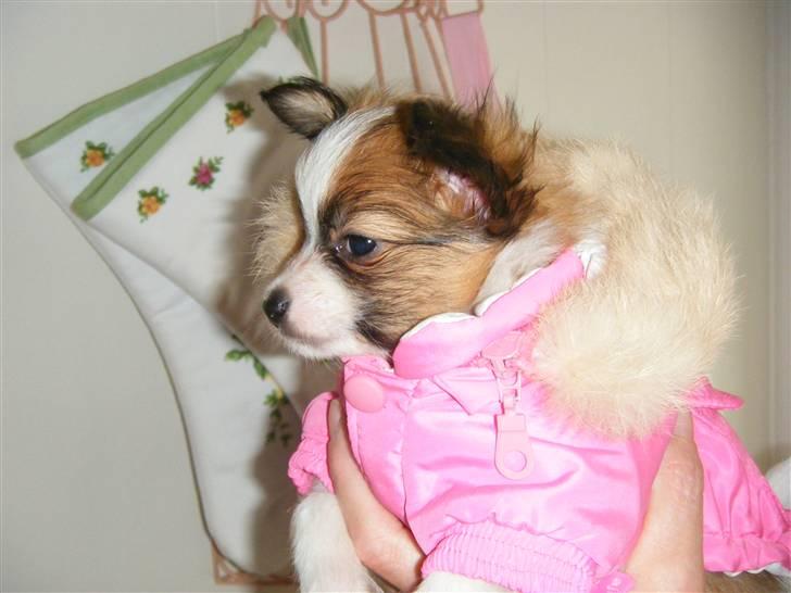 Papillon Swettie - 7 uger. billede 20