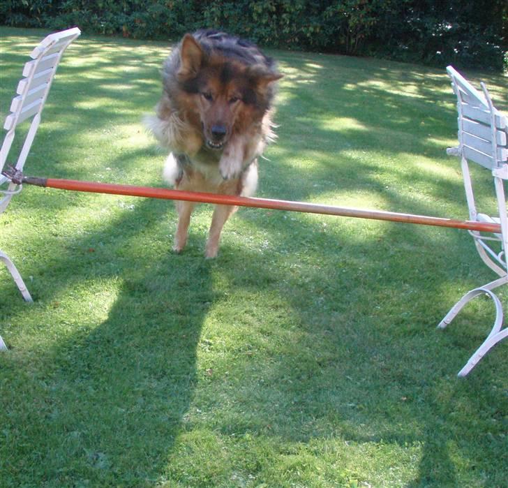 Blanding af racer Amanda - R.I.P :'(  - Springtider med Jøgen :-) <3 billede 19