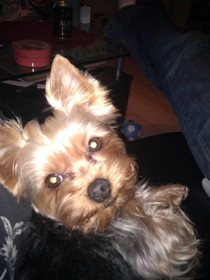 Yorkshire terrier Bella billede 1