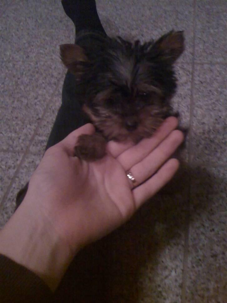 Yorkshire terrier Bella - Lille søde uskyldige Bella, da hun ikke var ret gammel. billede 2