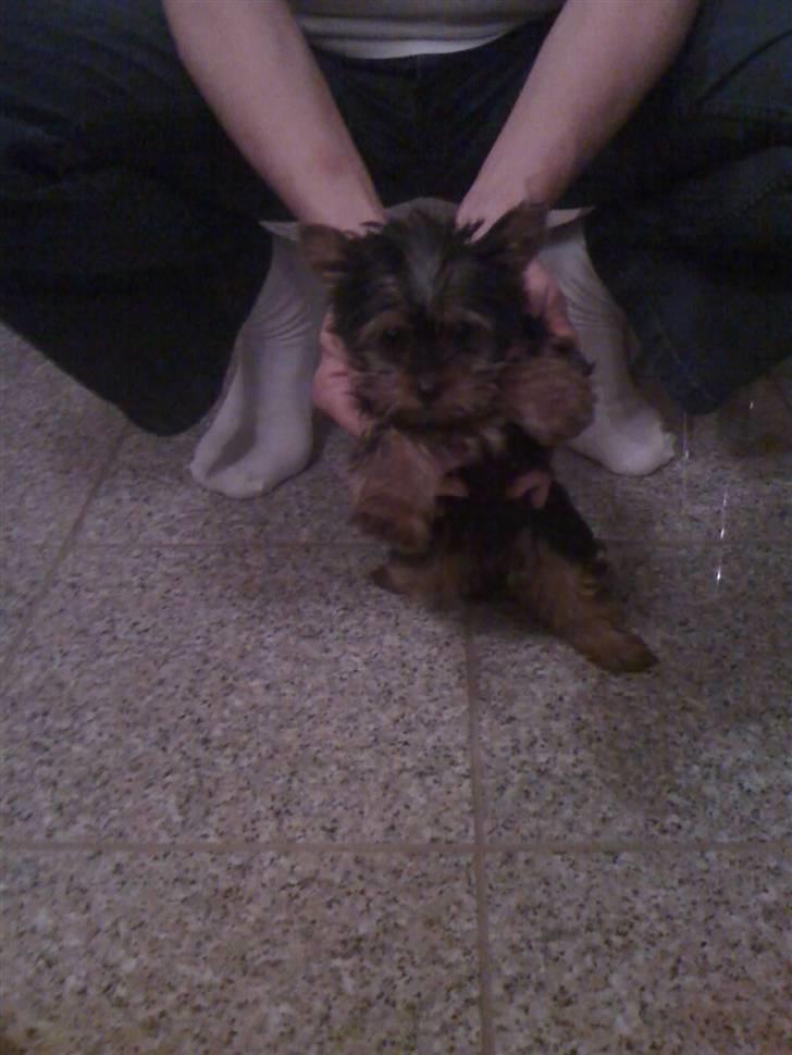 Yorkshire terrier Bella - Måske kan jeg få en karriere indenfor boksning? :-) billede 3