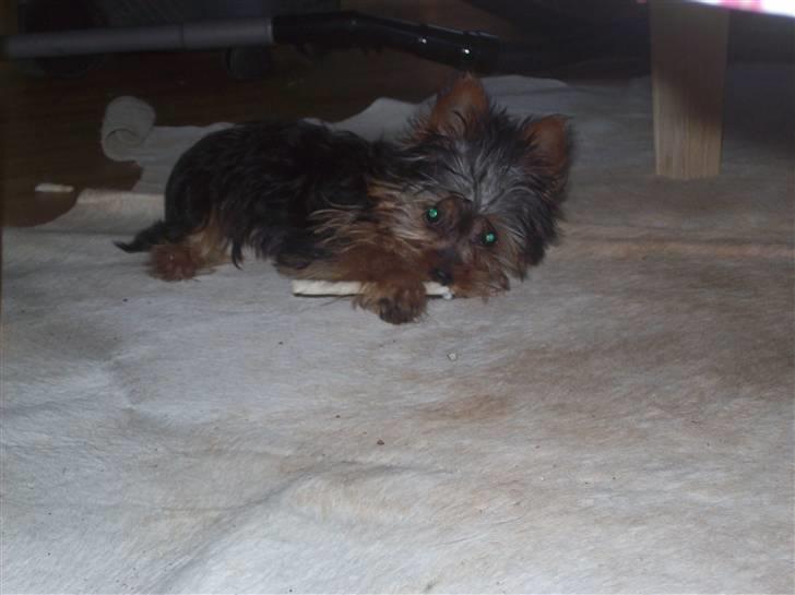 Yorkshire terrier Bella - Ligger lige og hygger mig med min pind.. billede 4