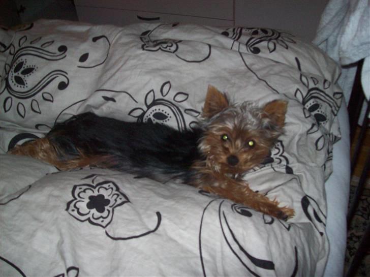 Yorkshire terrier Bella - Jeg er blevet lidt doven med alderen :-) billede 5