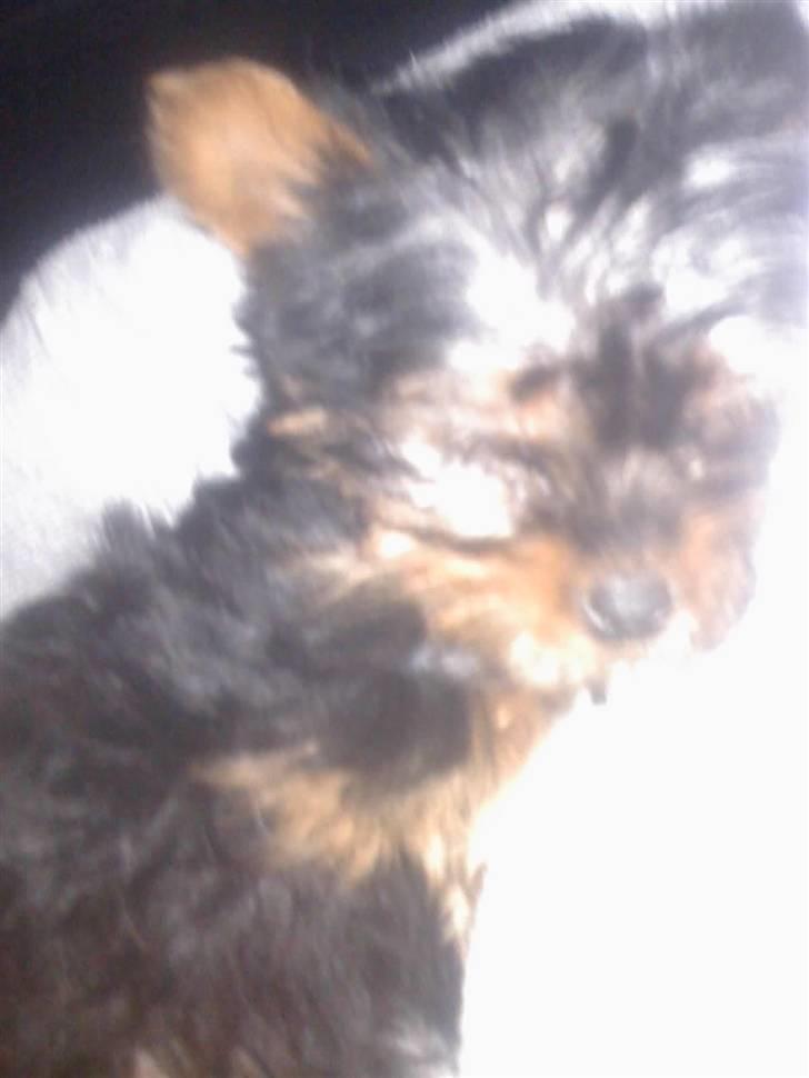 Yorkshire terrier Bella - Bella på vej hjem i bilen den dag jeg hentede hende - hun var så lille og sød da hun lå på mit skød. (desværre ikke det bedste billed) billede 6