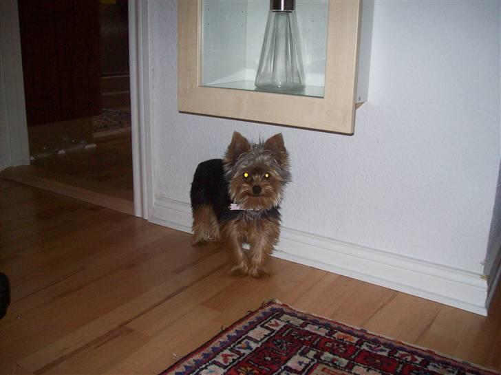 Yorkshire terrier Bella - Sådan ser jeg ud når jeg trænger meget til at blive klippet :) billede 7