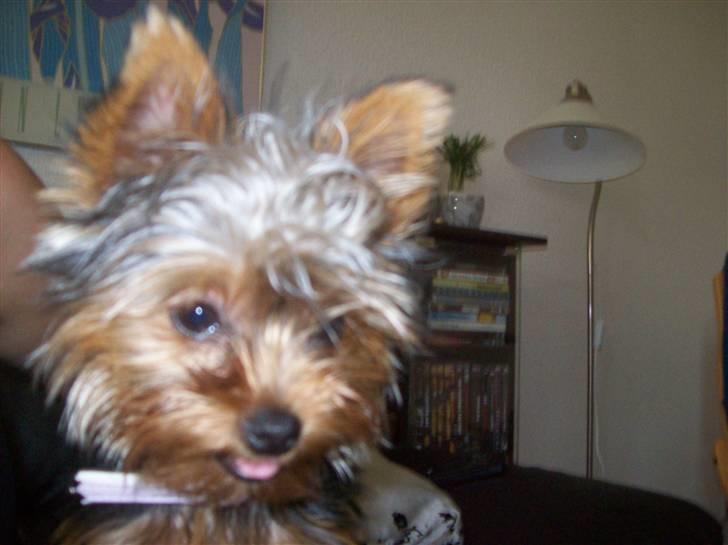 Yorkshire terrier Bella - Intenst blik på al den dejlige mad der er på bordet - er der ikke noget til mig? billede 8