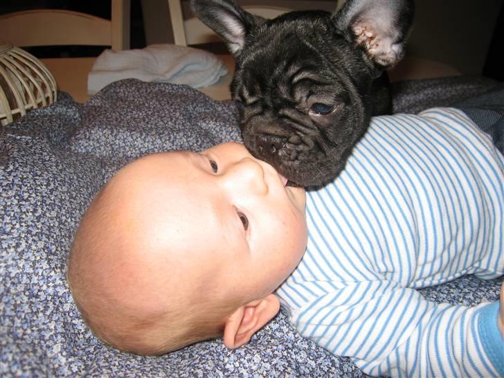 Fransk bulldog Carlos - Fætter Vitus skal da lige have en møsser  billede 8