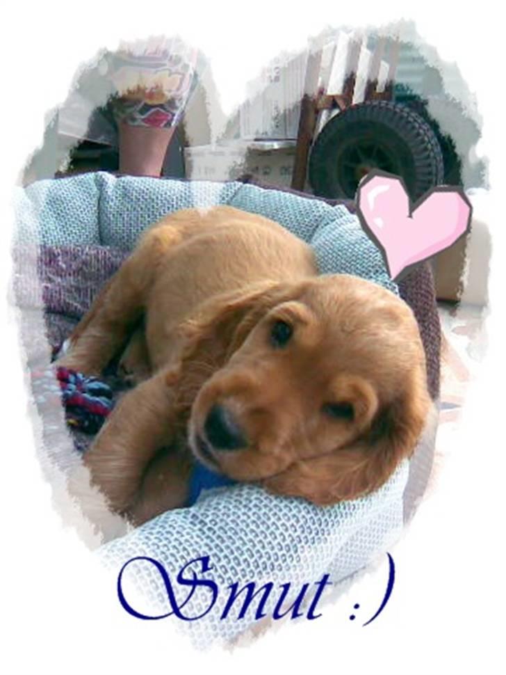 Cocker spaniel SMUT  - Hejsa & Velkommen til Smut<3:) billede 1