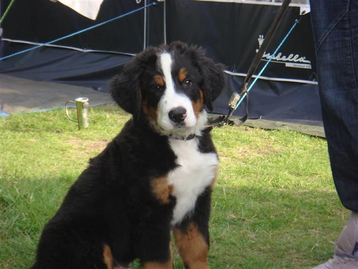 Berner sennenhund Buster (Futte) billede 1