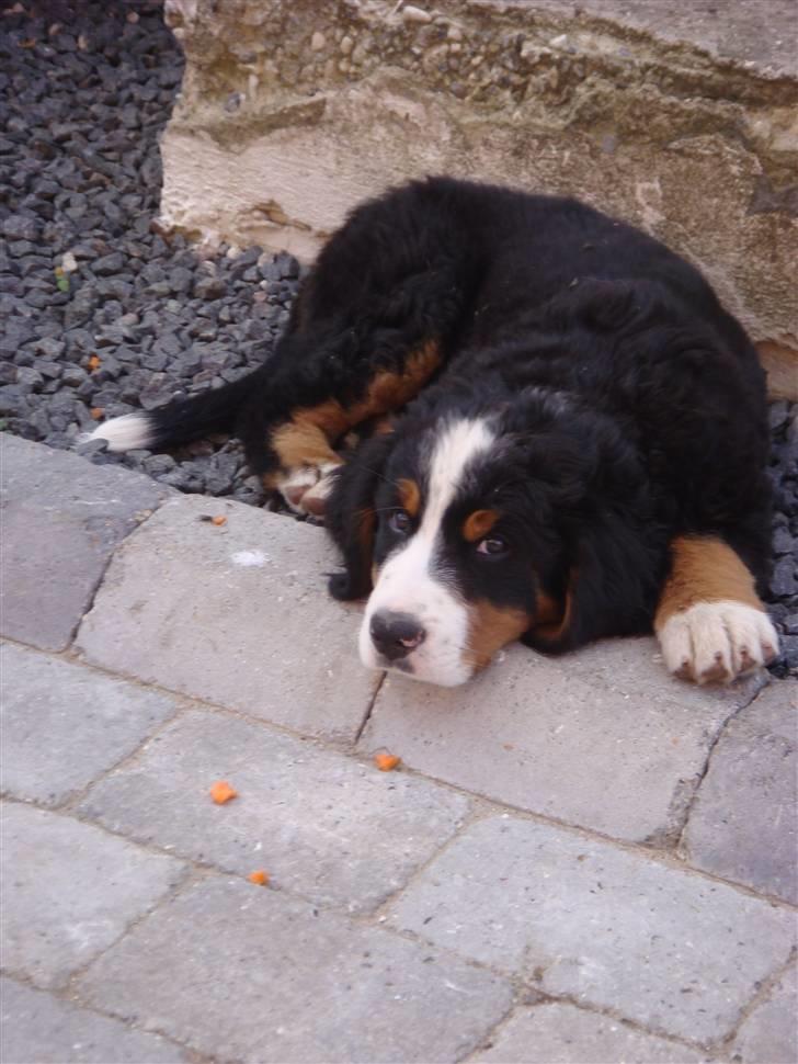 Berner sennenhund Buster (Futte) billede 2