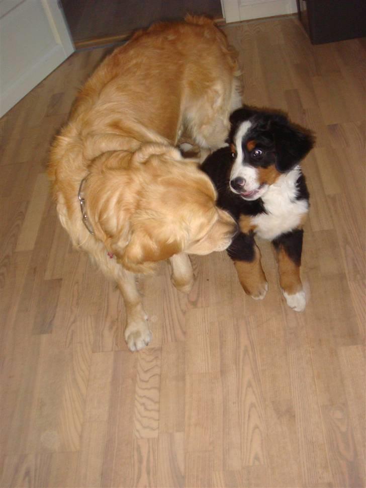 Berner sennenhund Buster (Futte) billede 3