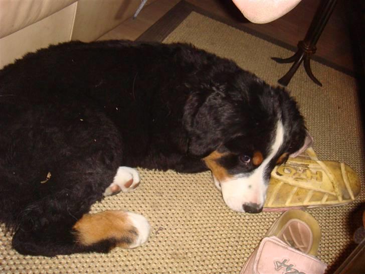 Berner sennenhund Buster (Futte) billede 4