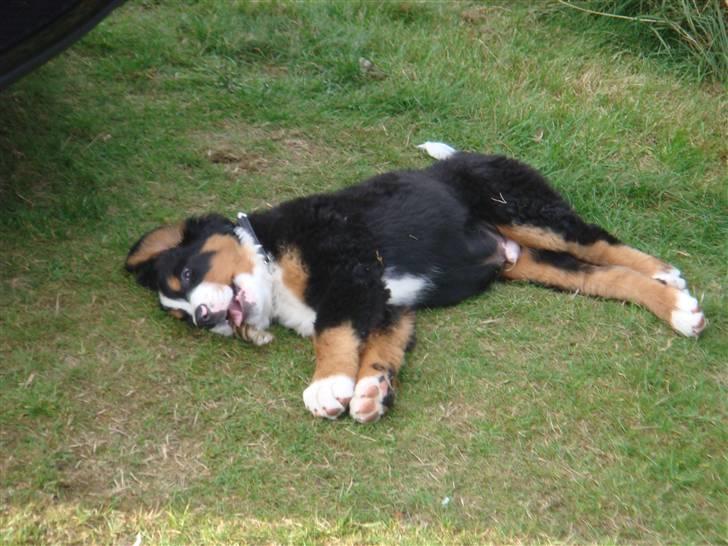 Berner sennenhund Buster (Futte) billede 5