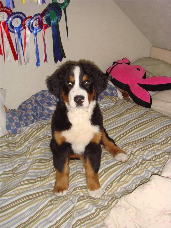 Berner sennenhund Buster (Futte) billede 6